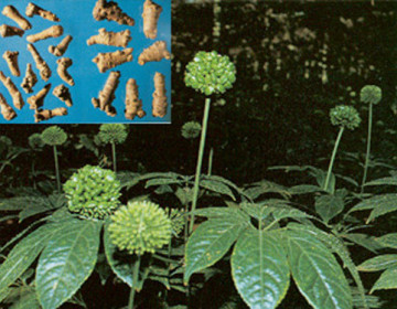 Tam thất là một loại thảo dược được sử dụng trong y học truyền thống Trung Quốc, tam-that-la-mot-loai-thao-duoc-duoc-su-dung-trong-y-hoc-truyen-thong-trung-quoc